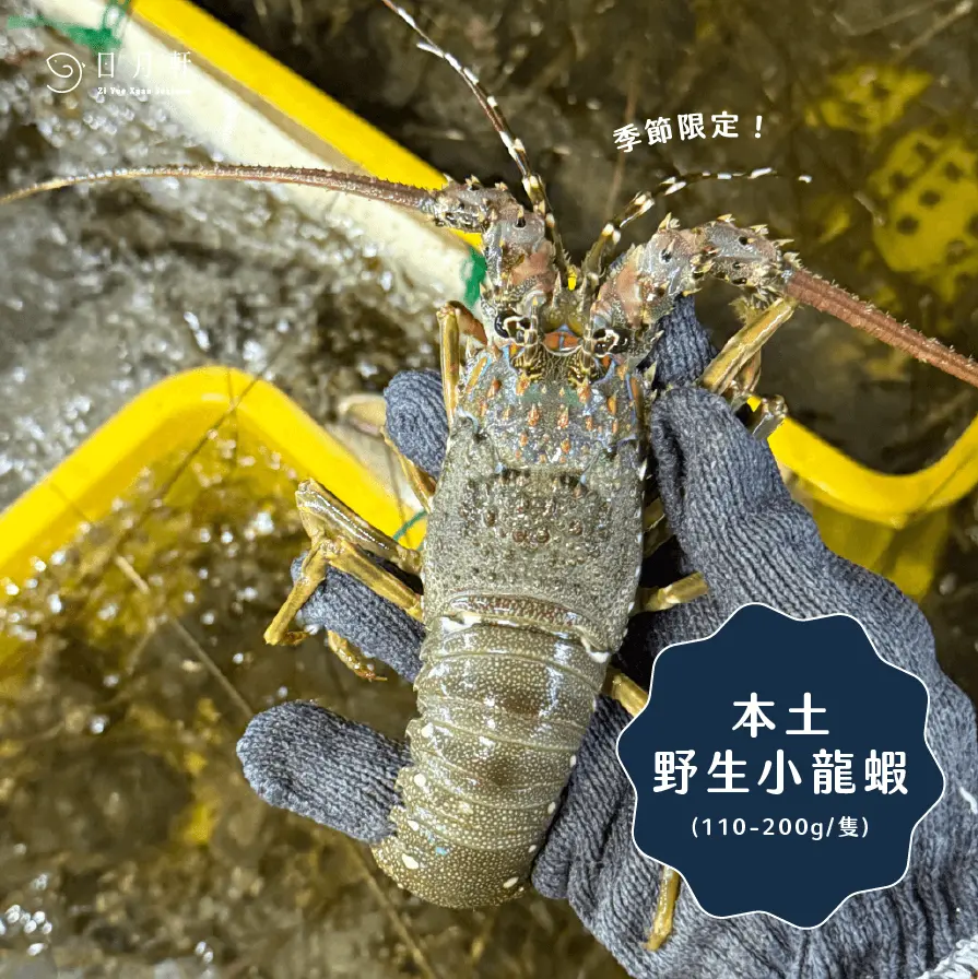 台灣野生小龍蝦