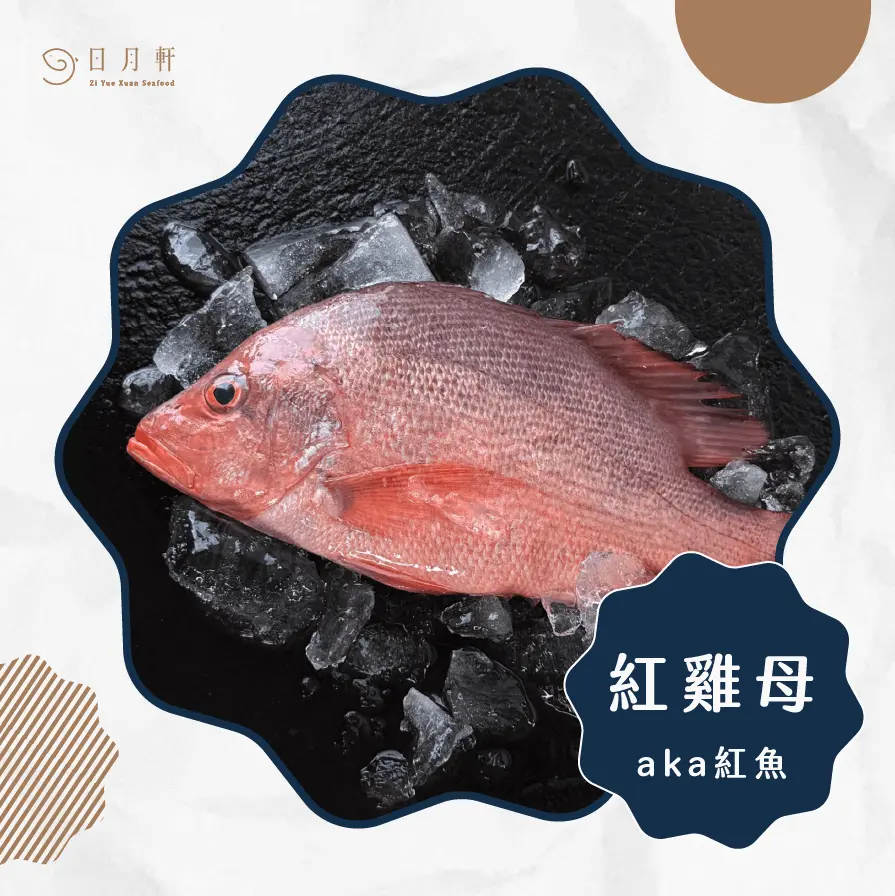 【日月軒海鮮】嚴選紅雞母 【日月軒海鮮】嚴選紅雞母