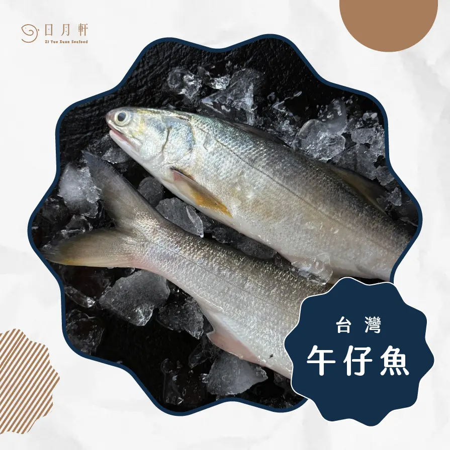 【日月軒海鮮】嚴選午仔魚 【日月軒海鮮】嚴選午仔魚