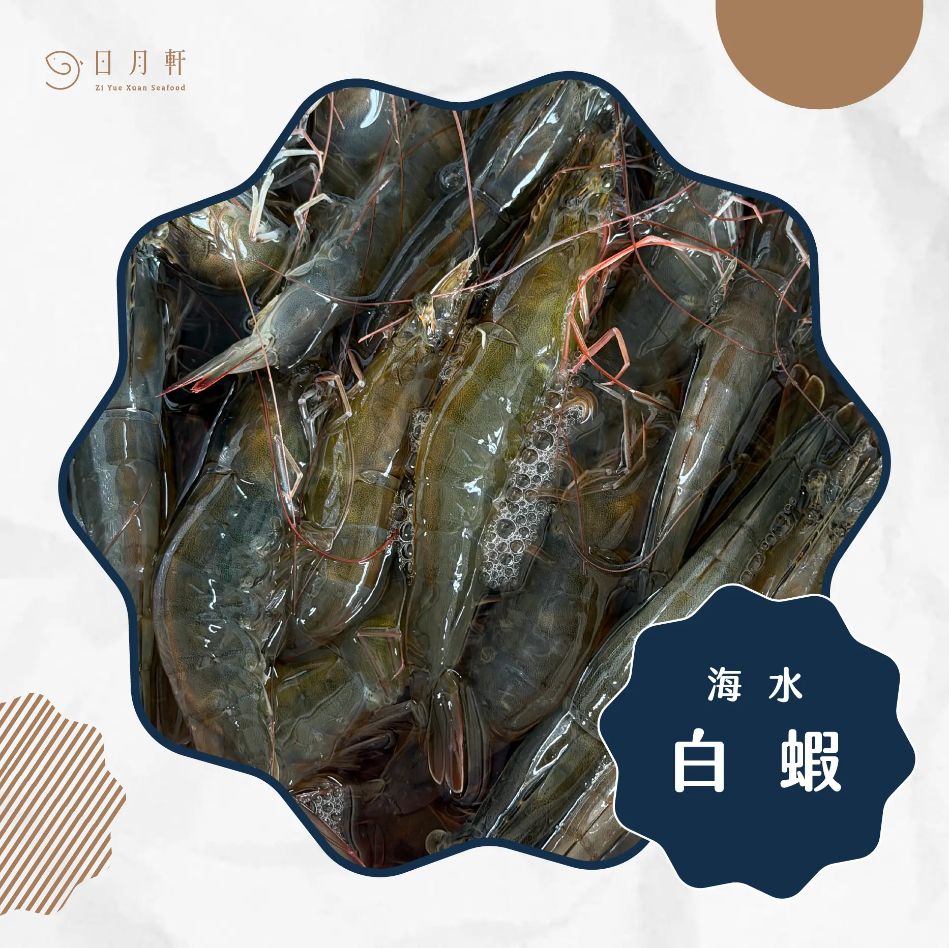 【日月軒海鮮】嚴選海水白蝦 【日月軒海鮮】嚴選海水白蝦
