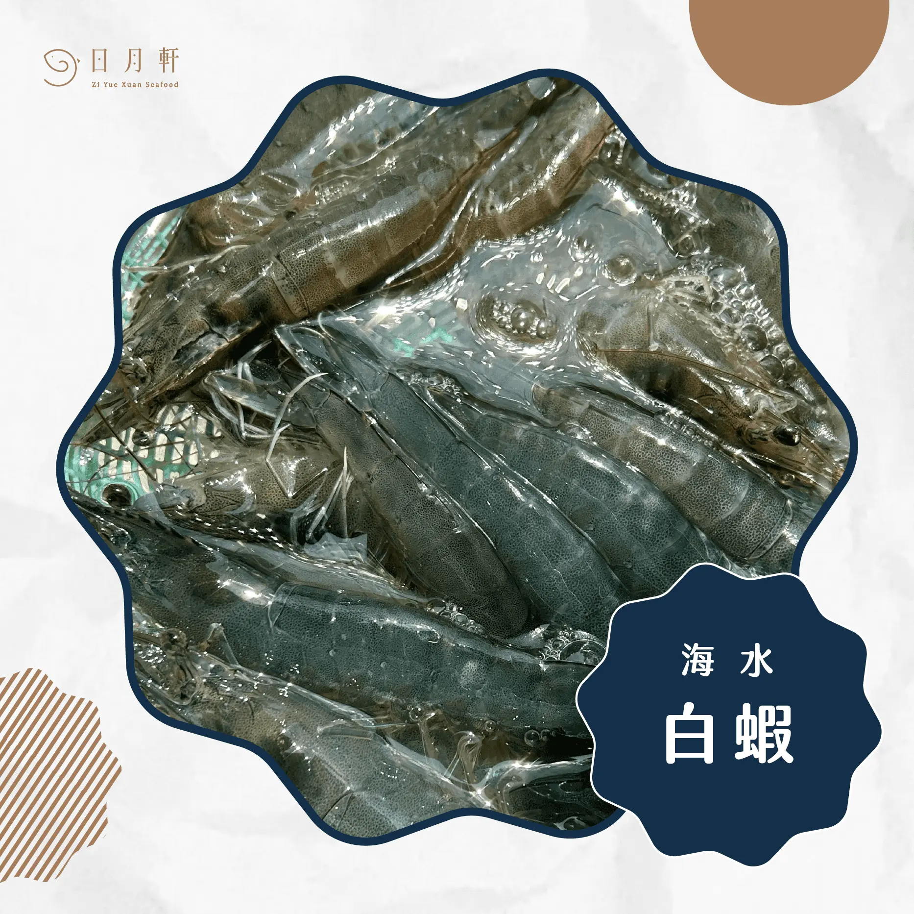 【日月軒海鮮】嚴選海水白蝦