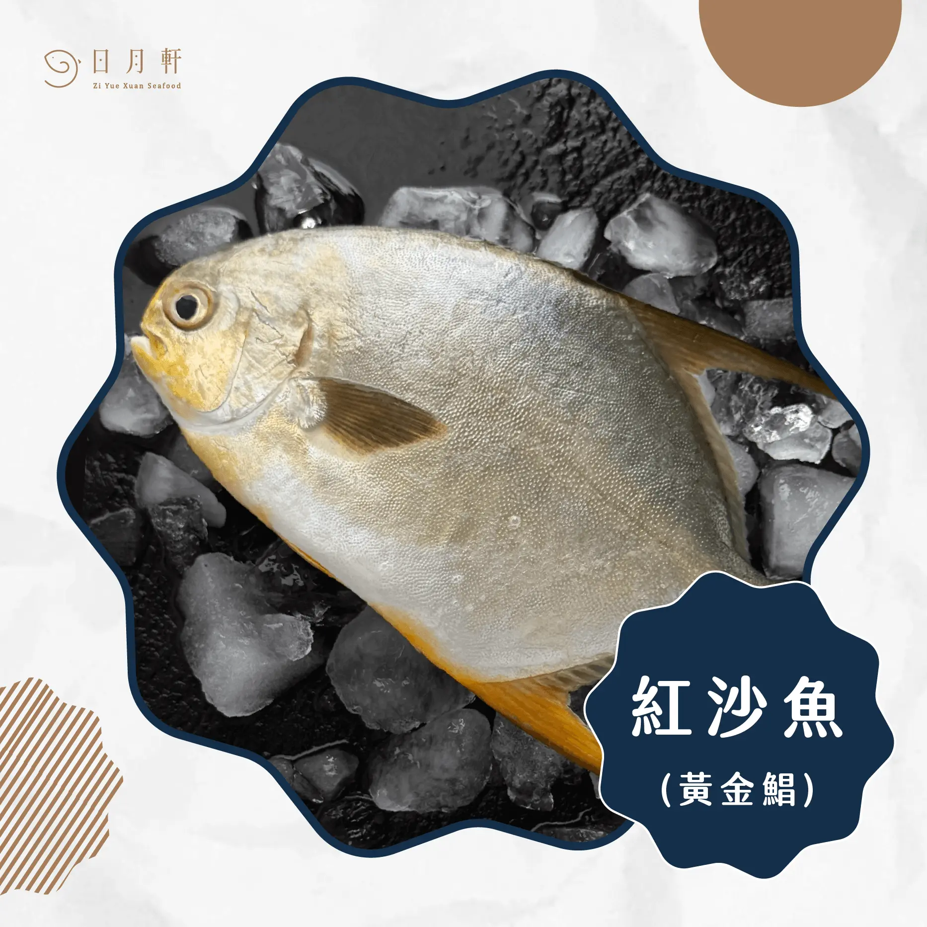 【日月軒海鮮】嚴選紅沙魚,黃金鯧 【日月軒海鮮】嚴選紅沙魚,黃金鯧
