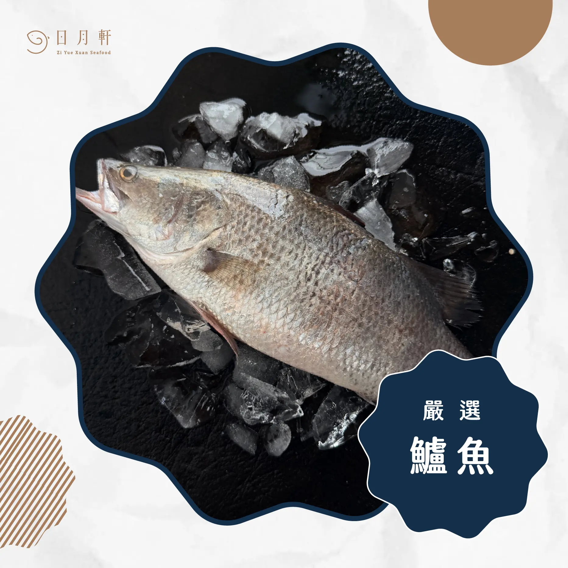 【日月軒海鮮】嚴選鱸魚 【日月軒海鮮】嚴選鱸魚
